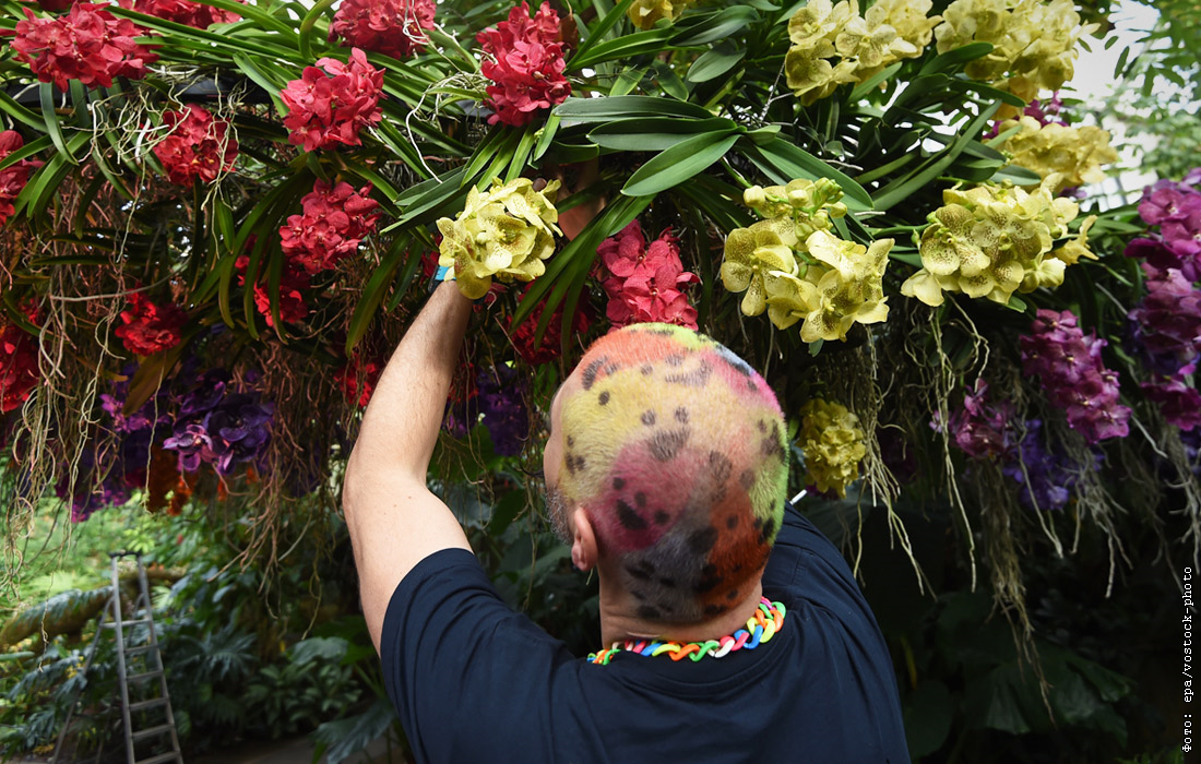 В лондоне открывается фестиваль орхидей | англия