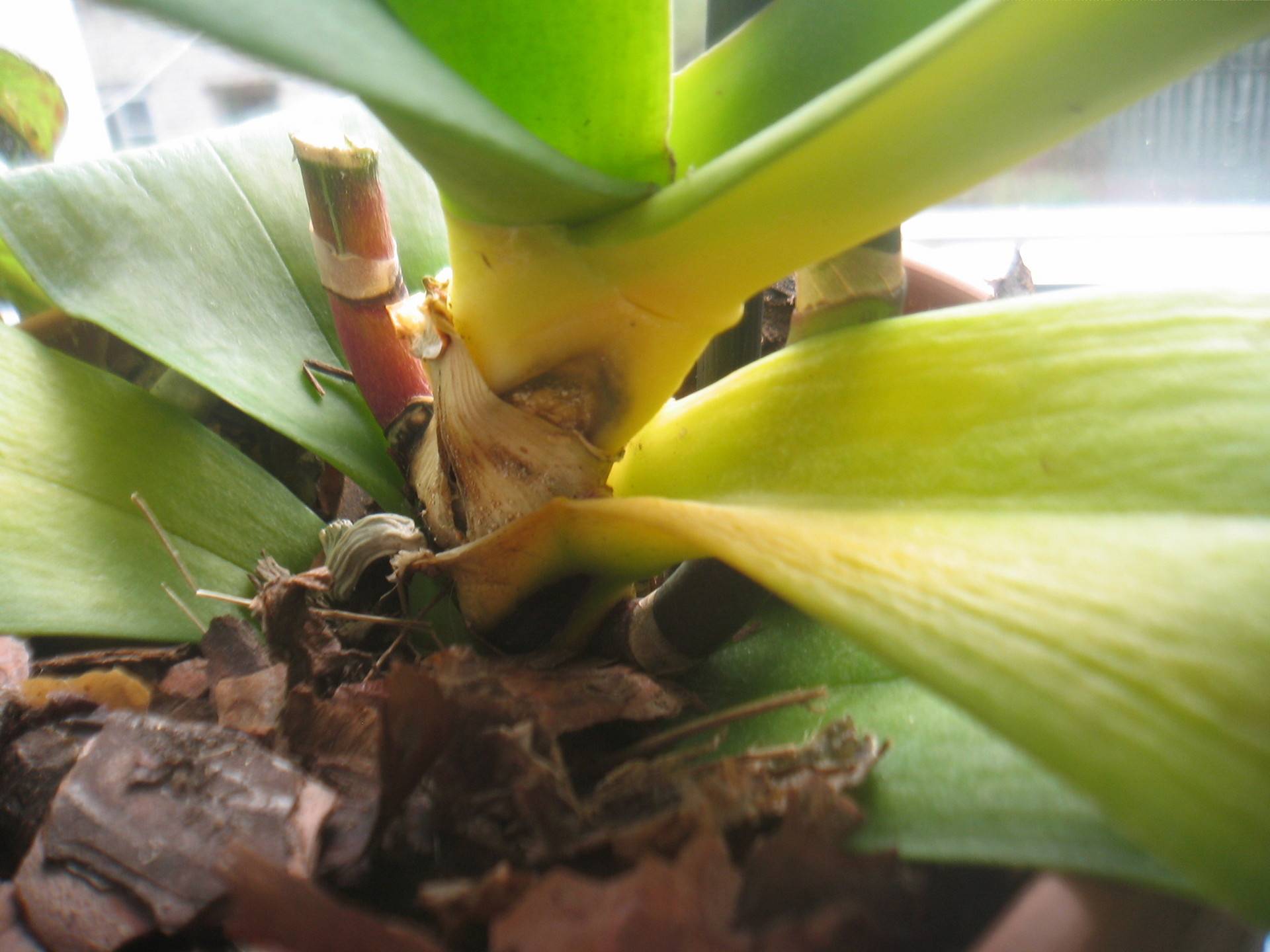 У орхидей желтеют листья нижние — почему и как спасти: описание с фото, причины и лечение, уход в домашних условиях, что делать, если теряют тургор и отвалились selo.guru — интернет портал о сельском