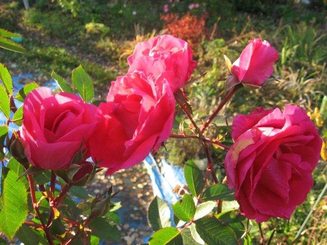 Посадка и уход за парковой розы в открытом грунте
