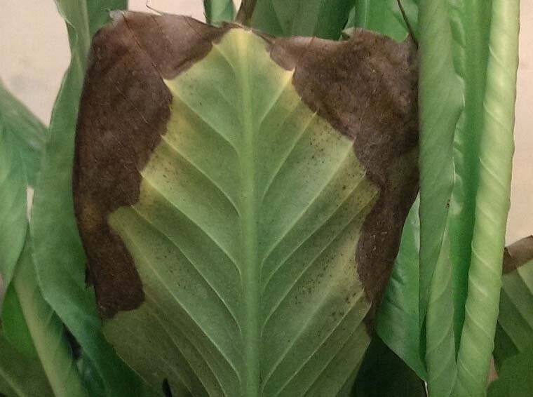 Почему желтеют и чернеют листья у спатифиллума: лечение растения в домашних условиях