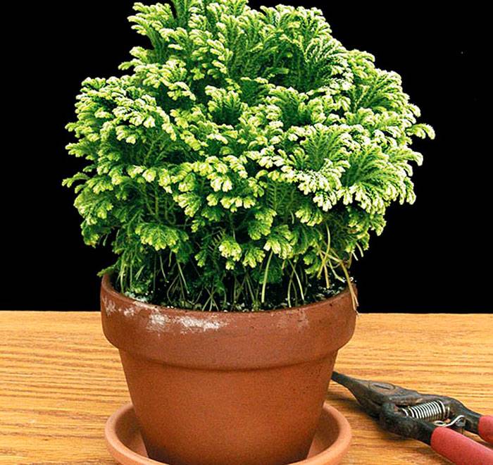 Селагинелла: фото комнатного растения, уход за цветком в домашних условиях, размножение, описание видов, таких как мартенса, чешуелистная и иных