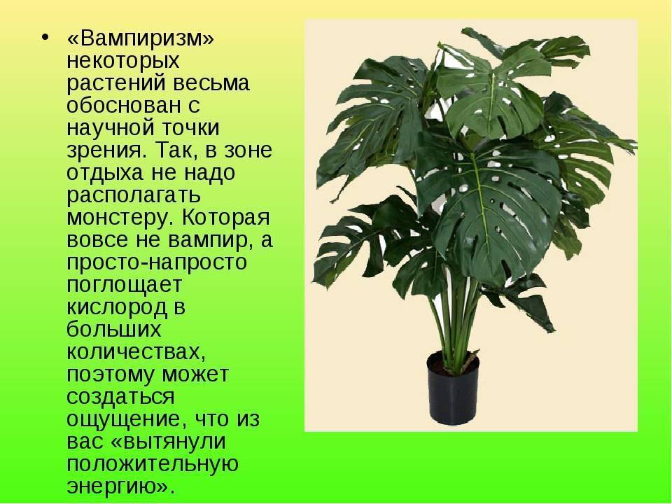 Комнатное растение монстера, уход, полив, размножение и болезни