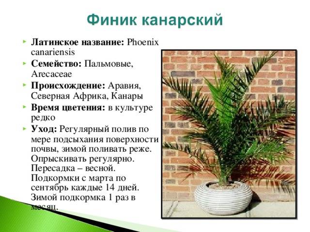 Популярные виды домашних пальм :: syl.ru
