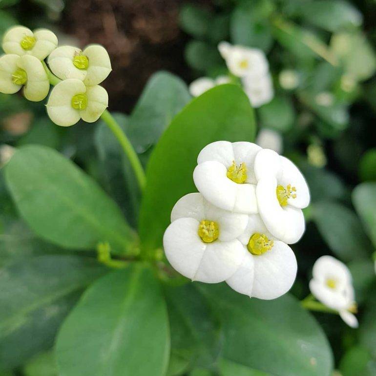 Эуфорбия цветок: основные виды и уход в домашних условиях
