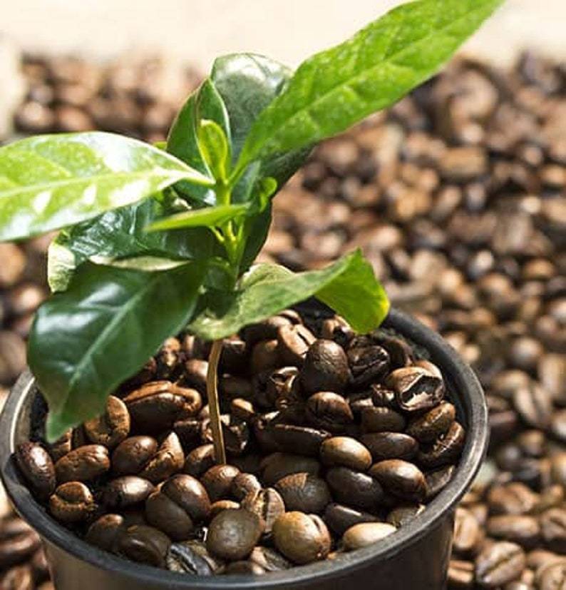 Кофе: выращивание в домашних условиях, в горшке, уход. как вырастить кофе арабика