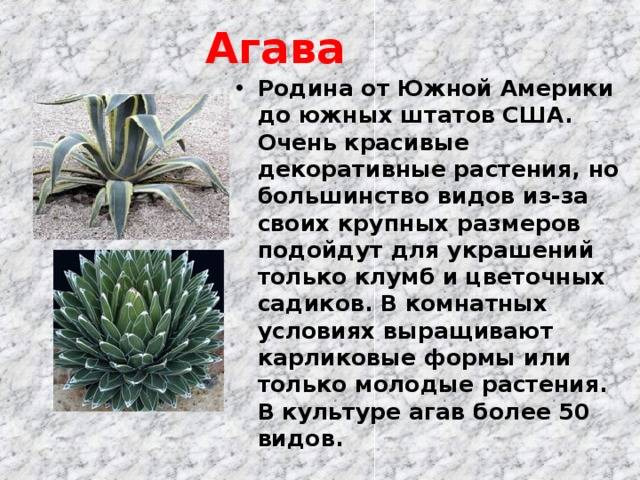 Голубая агава (мексиканская) - фото и характеристики растения, это кактус или нет