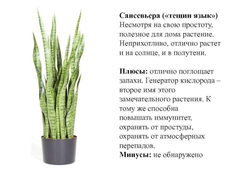 Сансевиерия ("тещин язык", "щучий хвост"): как цветет, особенности ухода, приметы - sadovnikam.ru