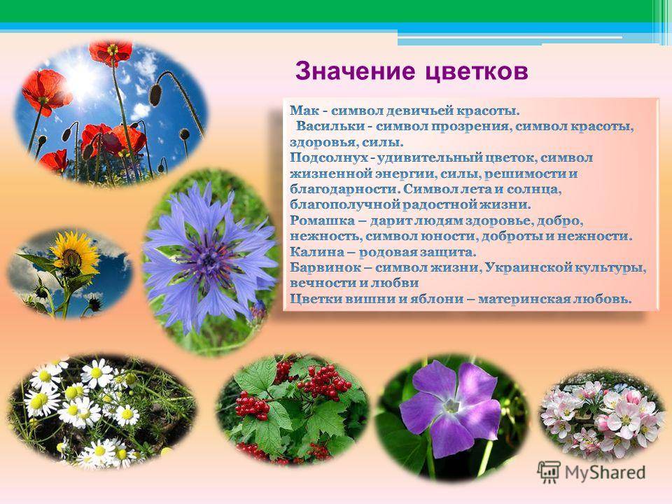 Что значит цвет цветов: толкование, значение и язык цветов - sadovnikam.ru