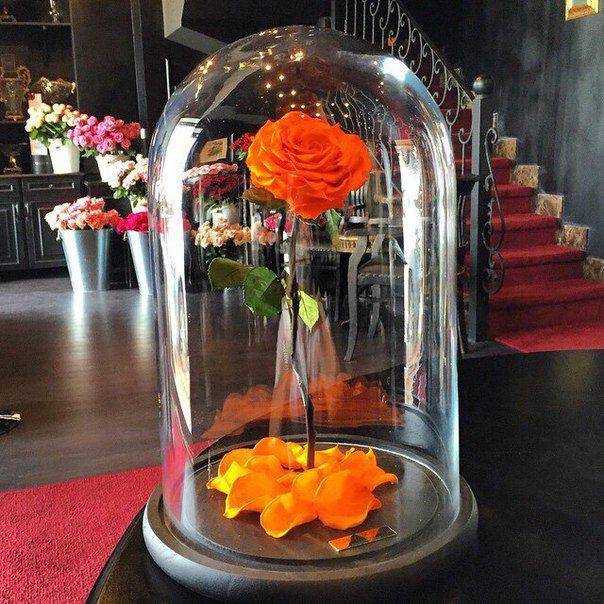 Неувядающие цветы в стекле? это новая реальность! в чем преимущества стабилизированных цветов