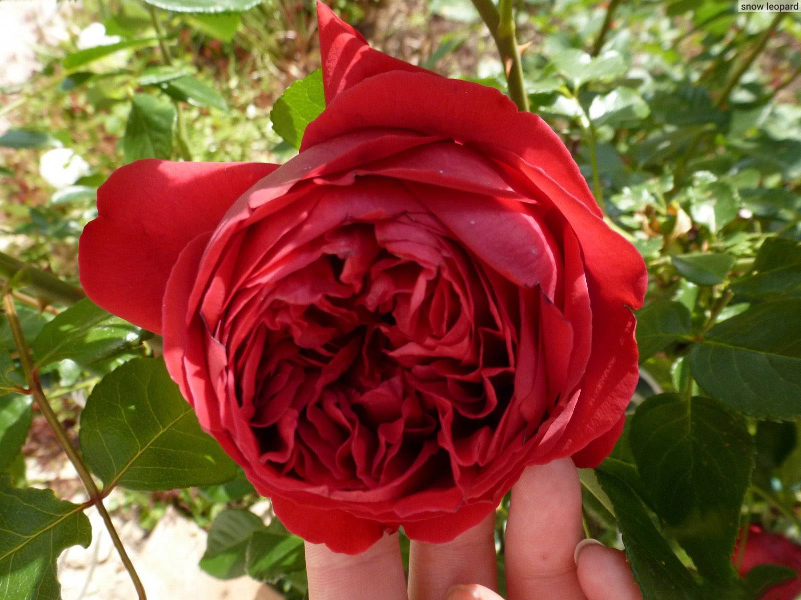 Роза эрик таберли (eric tabarly): фото, отзывы, описание, характеристики.
