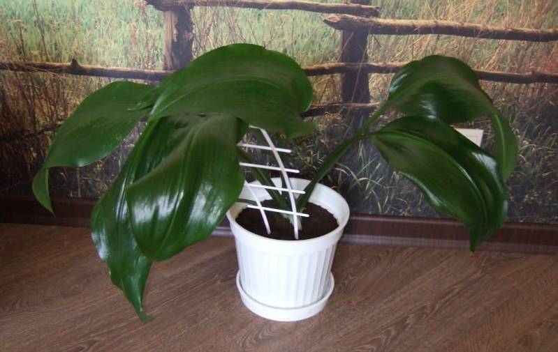Выращивание эухариса в домашних условиях: особенности ухода за амазонской лилией