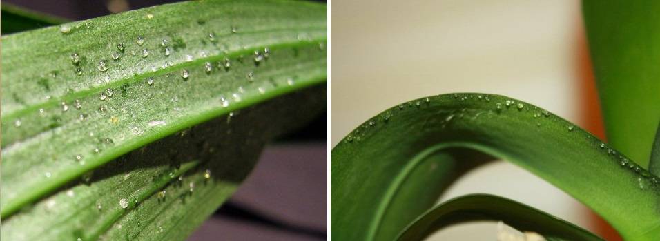 На листьях орхидеи липкие капли: что делать, почему они появились