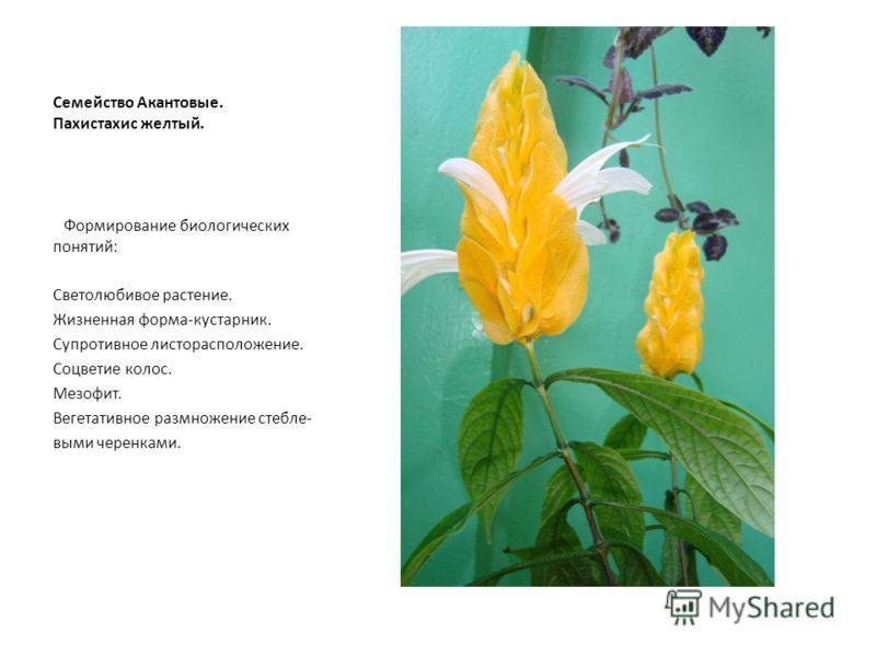 Цветок кроссандра: виды, уход, размножение, фото