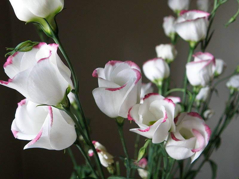 Цветок эустома (лизиантус) (100 фото) — посадка и уход в домашних условиях. необыкновенное растение в вашем саду +отзывы