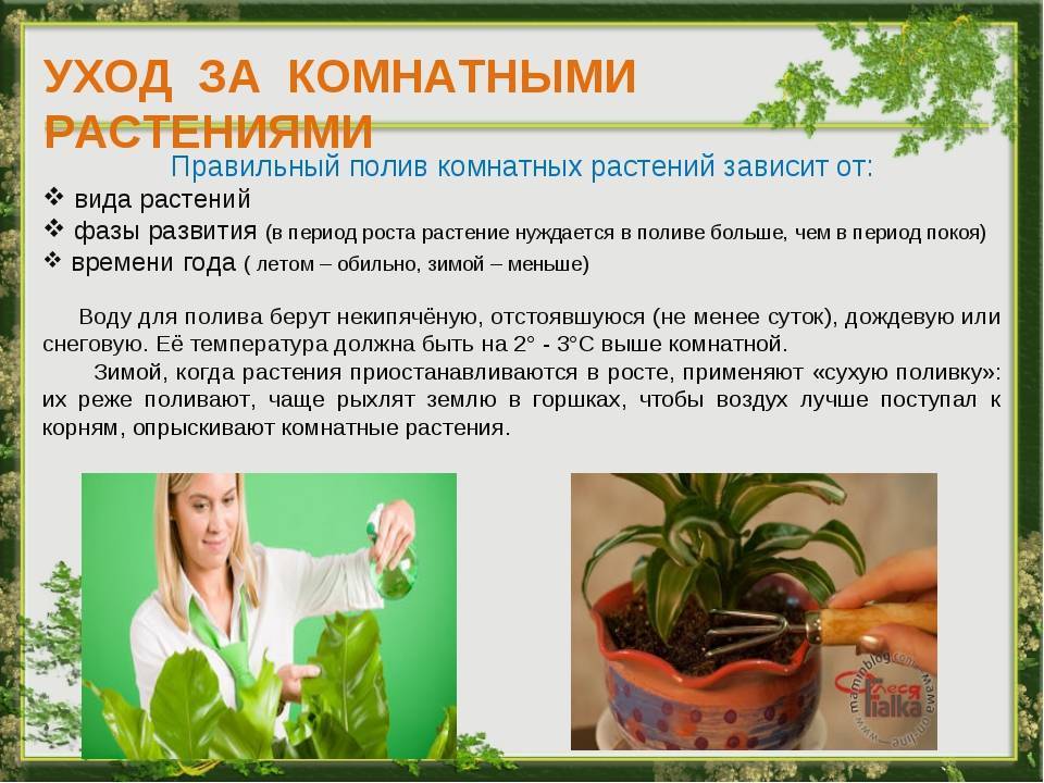 ᐉ адиантум венерин волос - полезные свойства, описание - roza-zanoza.ru