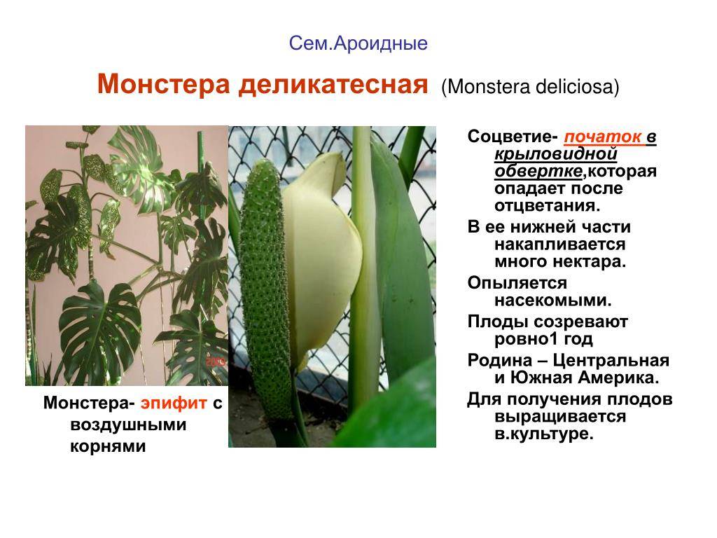 Комнатное растение монстера: как выглядит, виды и приметы
