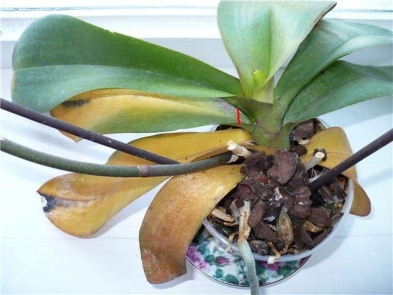 У орхидеи фаленопсис желтеют листья: причины и что делать