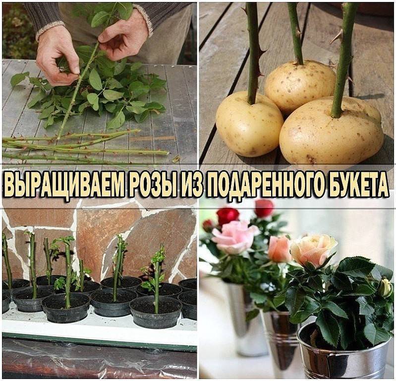 Как посадить розу из букета в домашних условиях