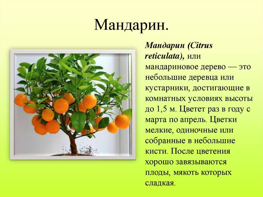 Мандарин - 95 фото самых лучших сортов цитрусового дерева