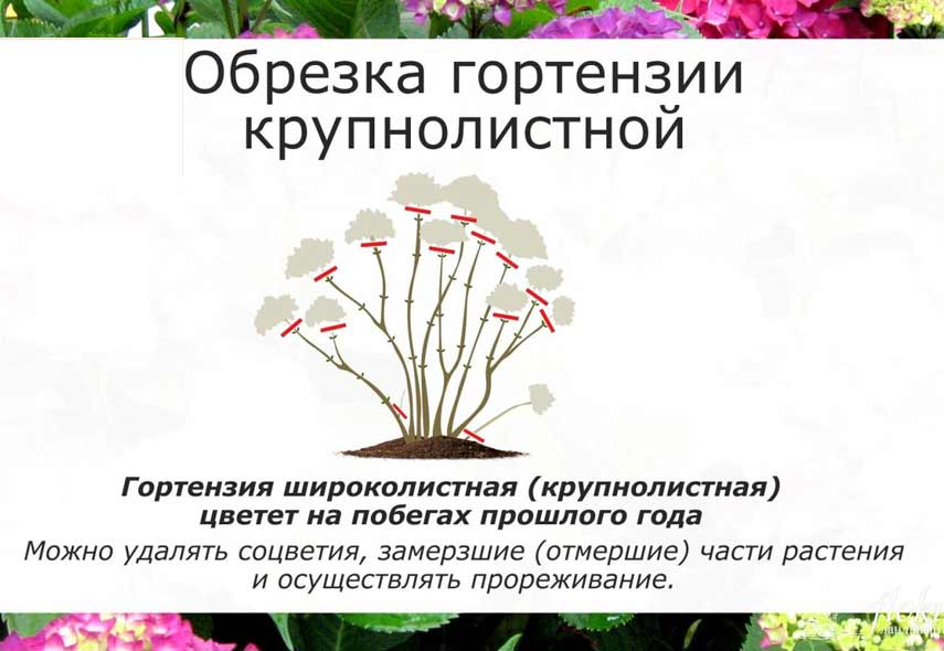Гортензия крупнолистная или садовая (hydrangea macrophylla)