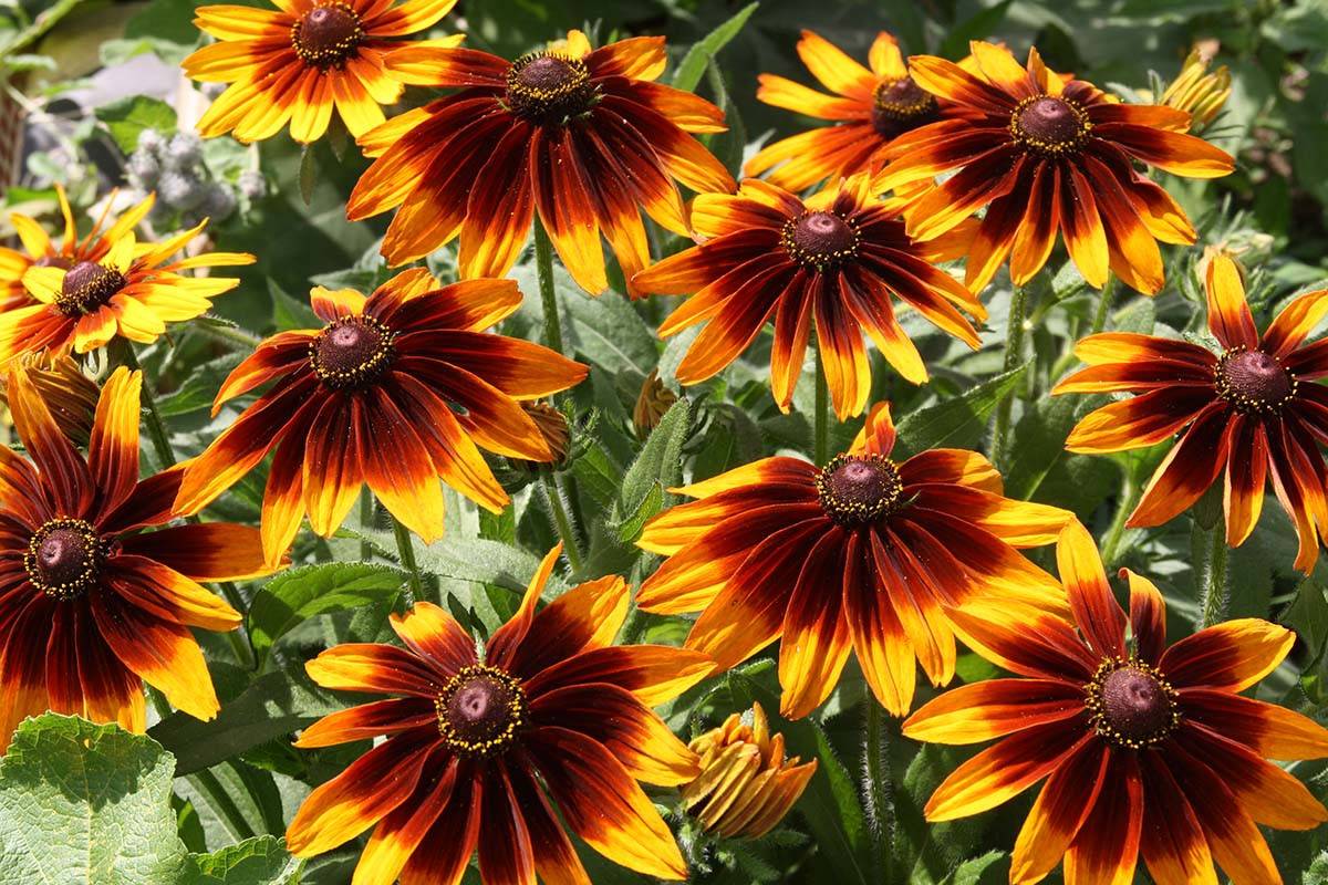 Рудбекия: фото цветов, уход за популярным садовым растением