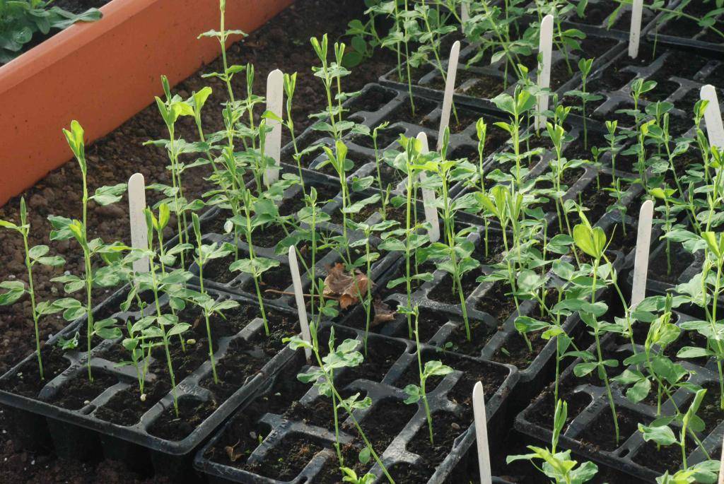 Выращивание из семян однолетнего душистого горошка, посадка и уход за ним