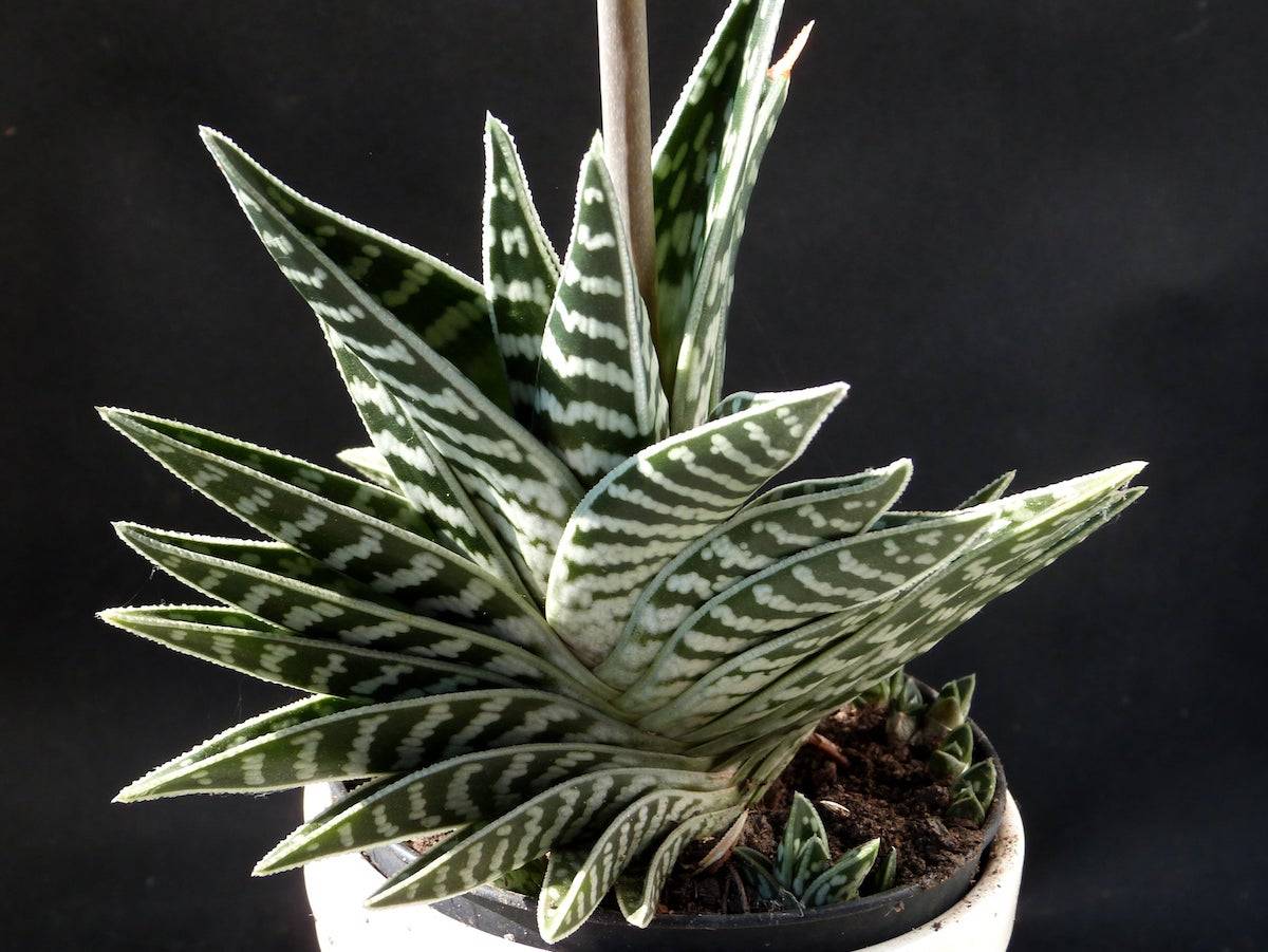 Алоэ aloe - виды, уход, размножение, проблемы выращивания