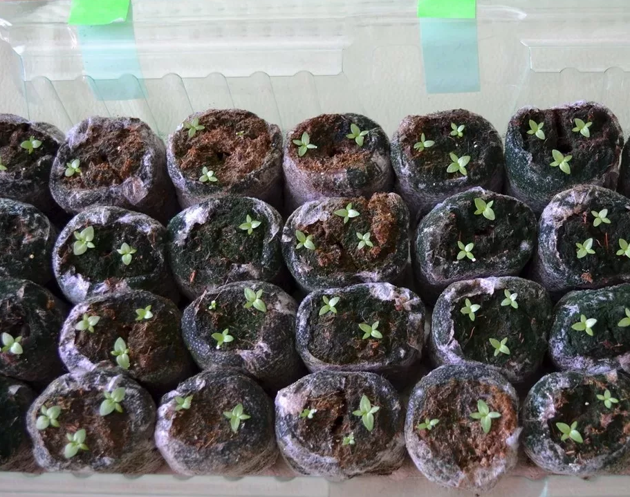 Выращивание эустомы из семян в домашних условиях | сад и огород