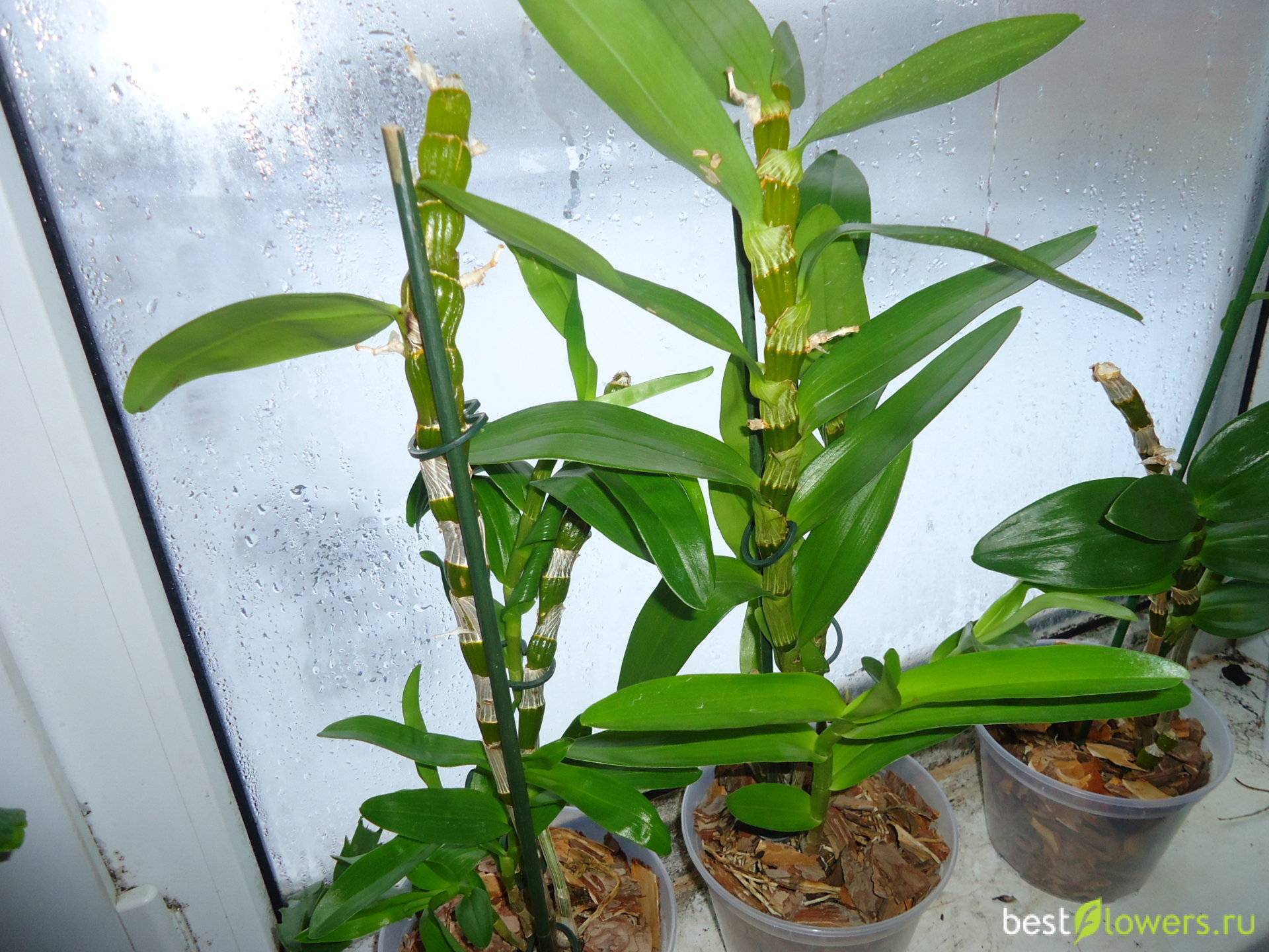 Орхидея дендробиум нобиле — уход в домашних условиях