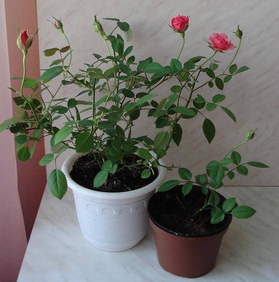 Комнатная роза: фото растения, виды и названия цветка, уход в домашних условиях