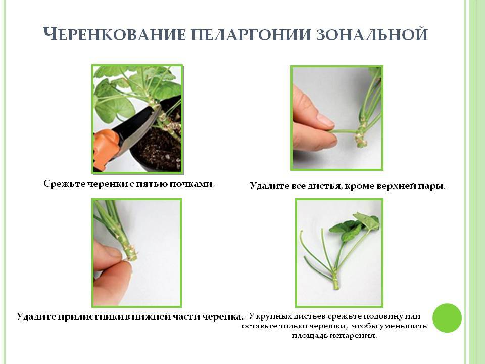 Информация о размножении растений черенками