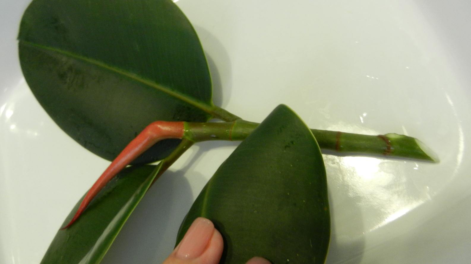Как размножается фикус в домашних условиях листьями и черенками?