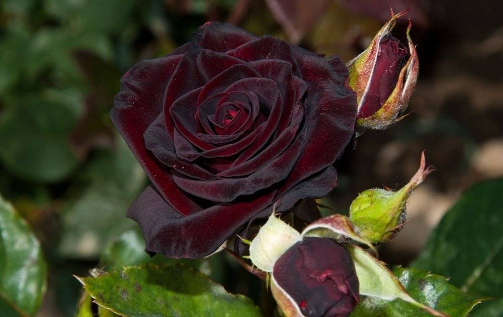 Роза блэк баккара: описание и фото сорта, а также рекомендации по уходу за растением и инструкция по размножениюдача эксперт