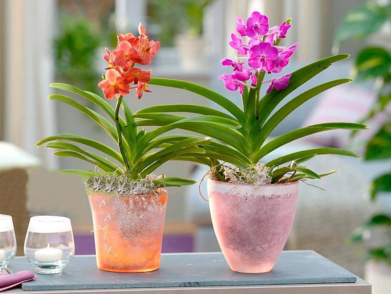 Шикарная орхидея ванда – гордость каждого цветовода. как вырастить дома тропическую красавицу?