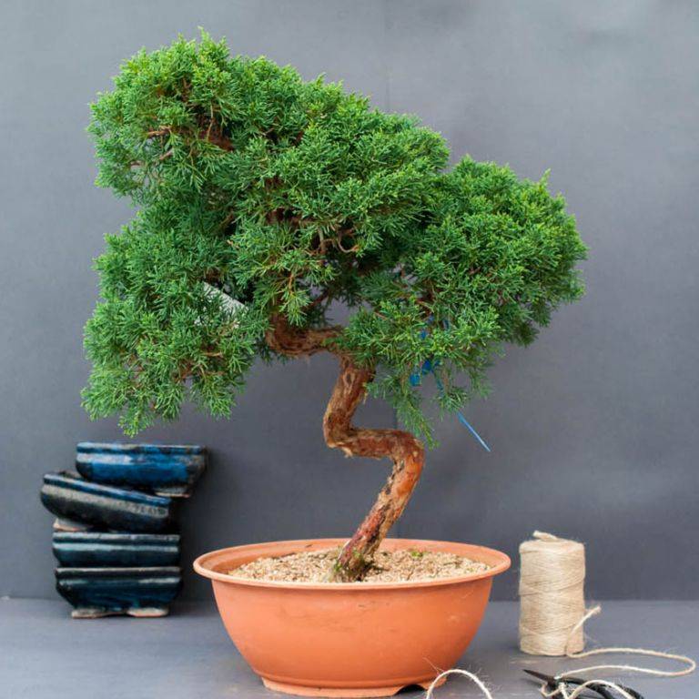 Как вырастить миниатюрное дерево бонсай у себя дома