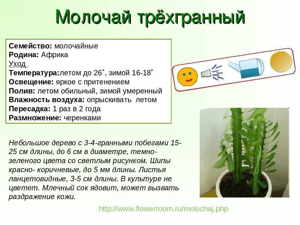 Мимоза: уход за растением в комнатных условиях