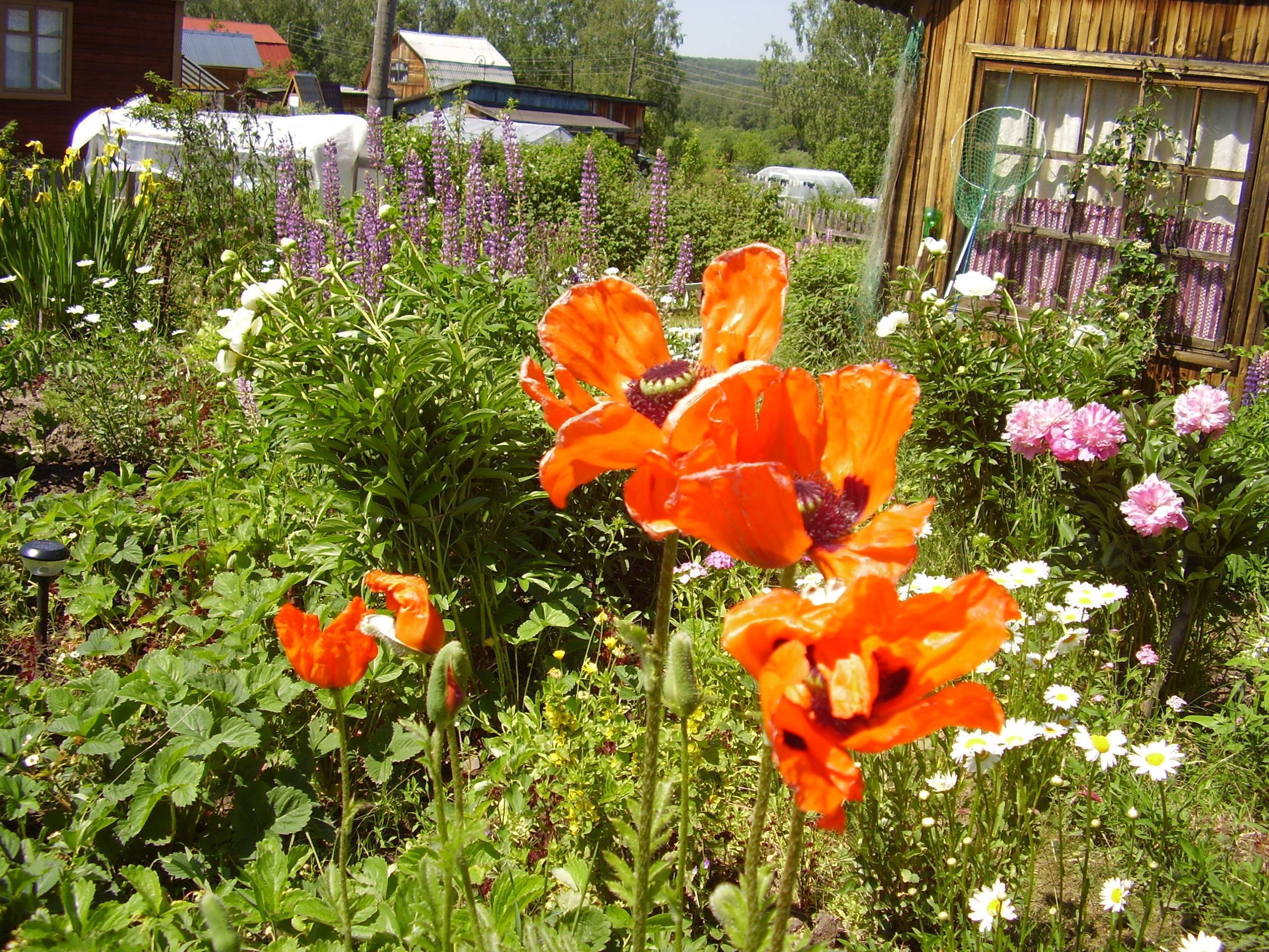 Цветок мак: выращивание из семян, виды и сорта с фото, посадка и уход