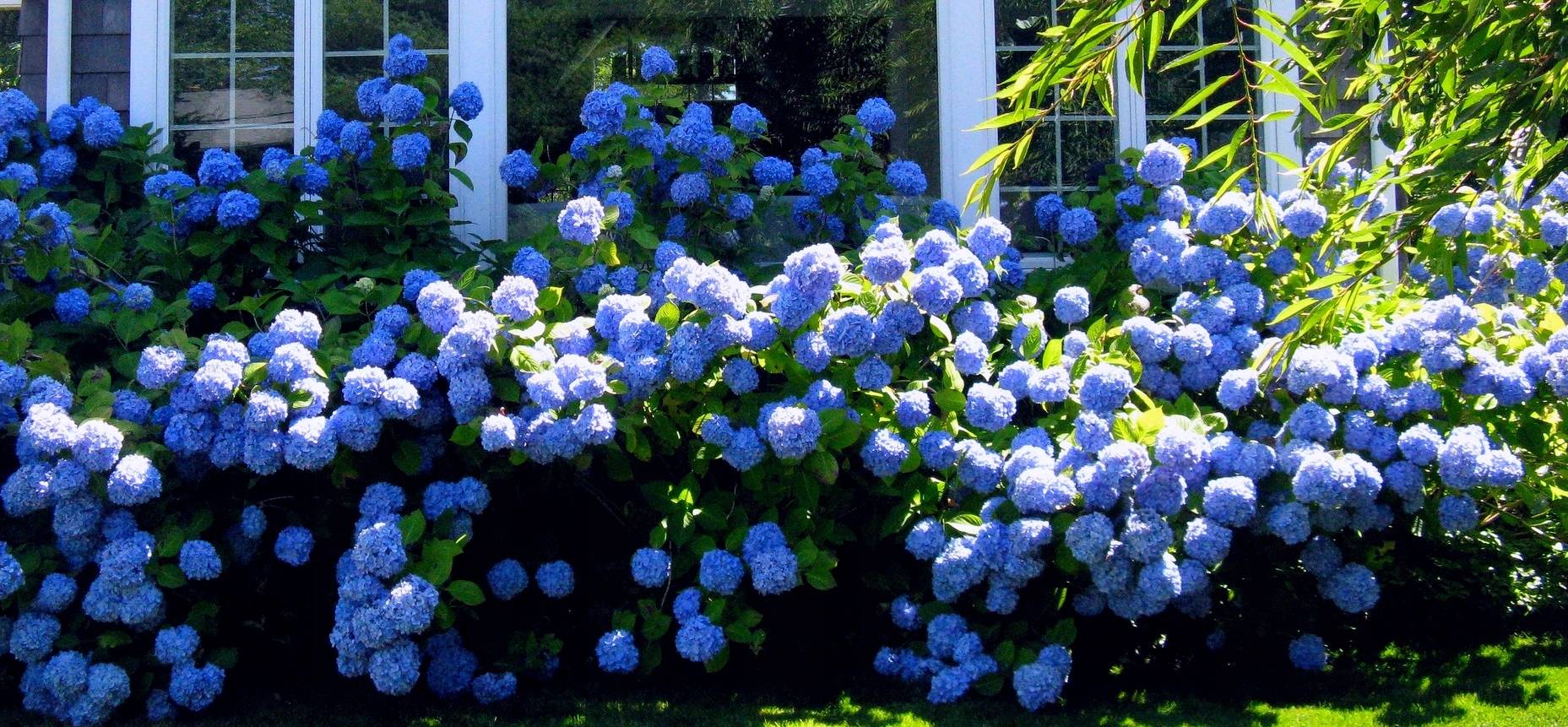 Голубая гортензия - популярные сорта и нюансы культивирования сорта никко блю (nikko blue)