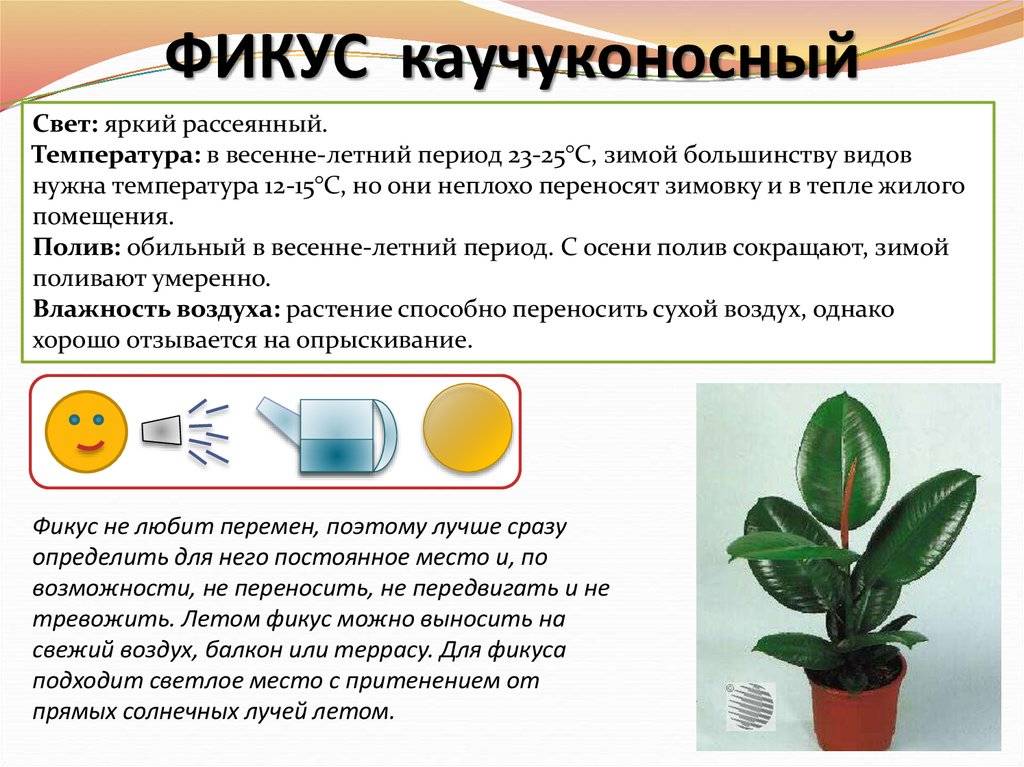 Разновидности фикусов - 140 фото и видео инструкция по уходу за комнатными растениями