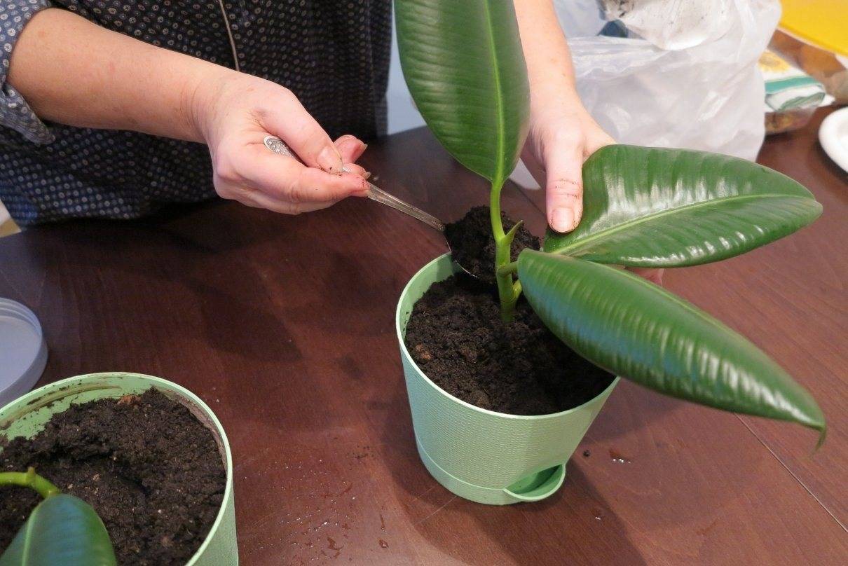 Фикус эластика — классика среди крупных комнатных растений. уход в домашних условиях. фото — ботаничка