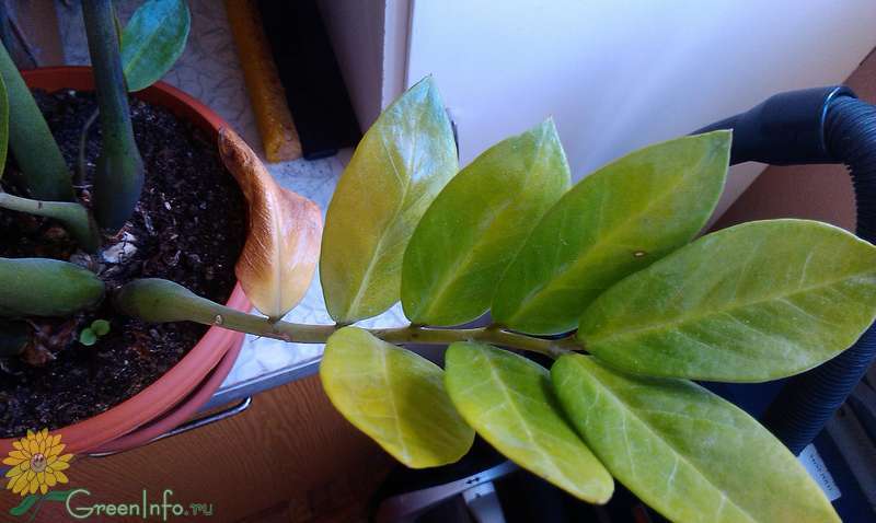 Замиокулькас - листья желтеют. почему и что делать