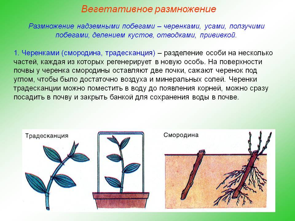 Размножение рододендронов. черенками, отводками, семенами. фото