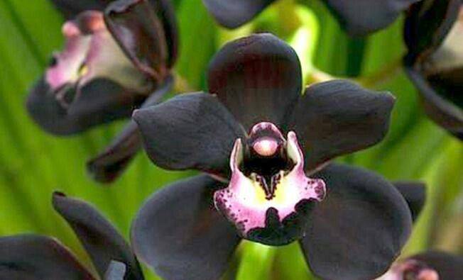 Орхидея черный принц