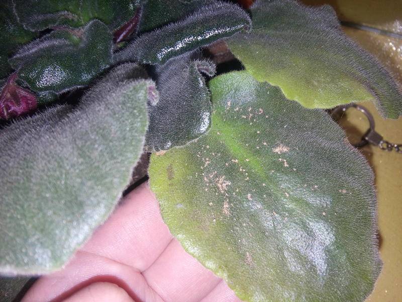 Болезни фиалок — пятна на листьях