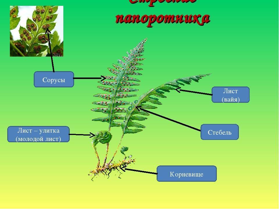 Папоротниковидные растения
