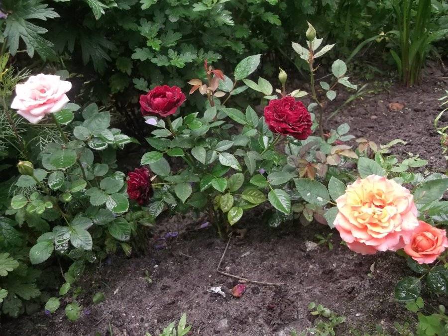 Выращивание чайно-гибридной розы сорта мондиаль и её видов пинк, грей и фантазия