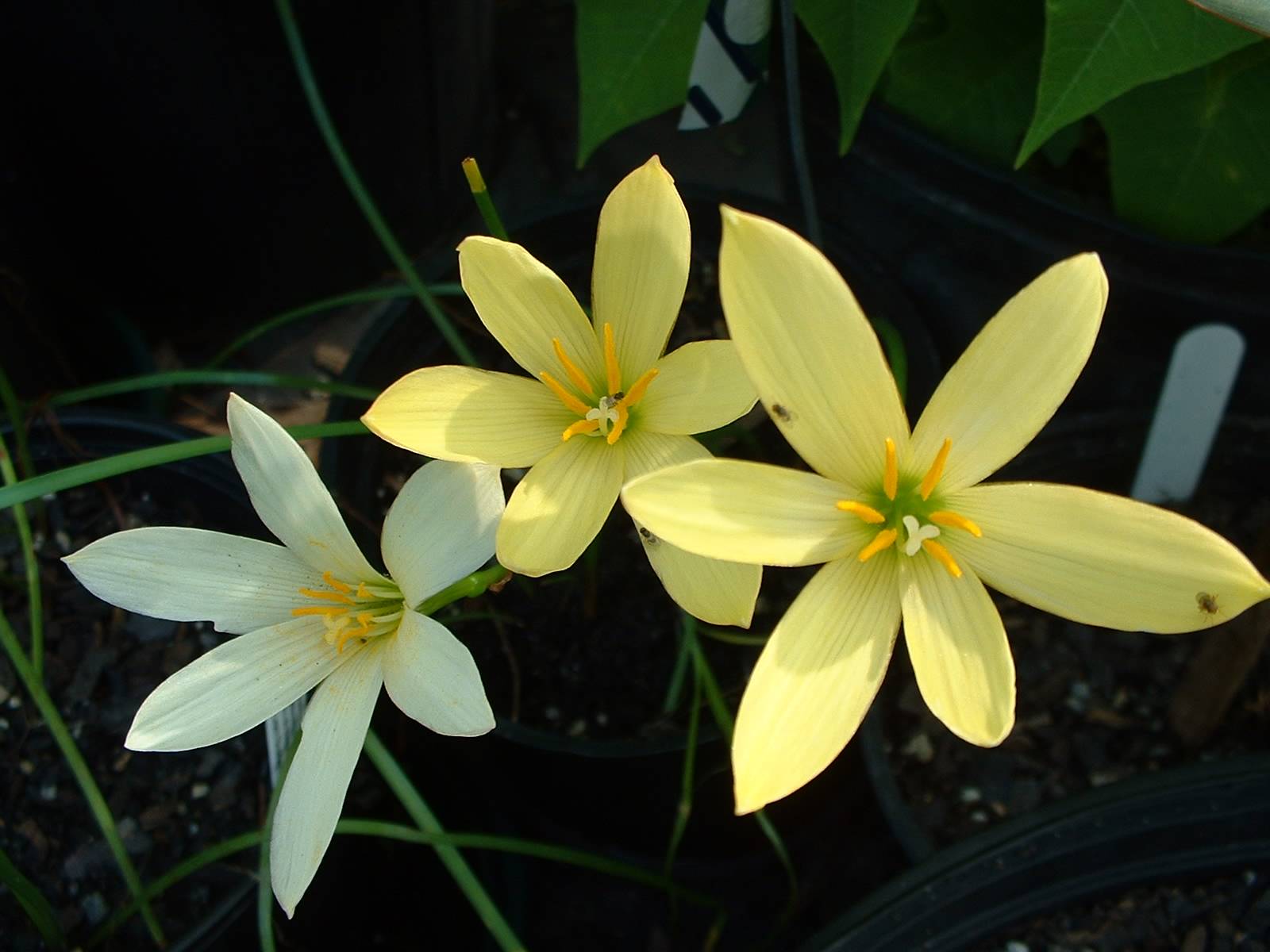 Комнатный цветок зефирантес (выскочка): распространенные виды и их фото, как необходимо ухаживать и способы размножения в домашних условиях. зефирантес – цветок западного ветра. как ухаживать в домашних условиях