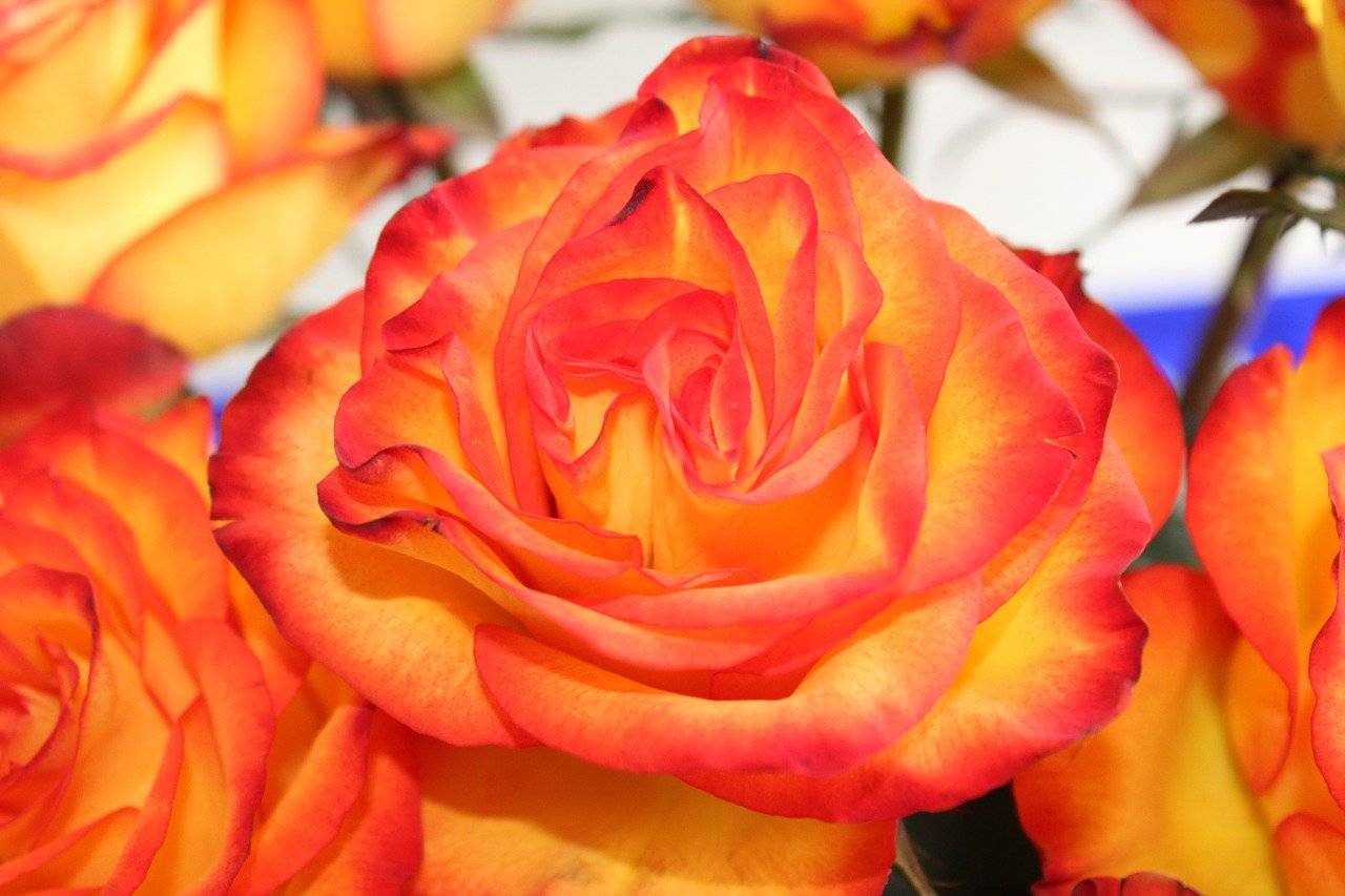 Роза черная магия: характеристика популярного сорта