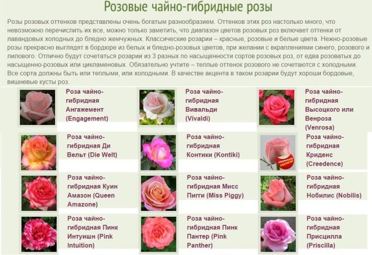 Роза чайно-гибридная. уход, выращивание. сорта. цветок. фото. — ботаничка