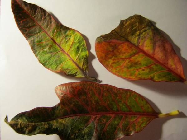 ᐉ почему вянут листья у кротона и что делать ᐉ причины увядания кротона и их устранение: болезни, вредители, полив